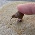 Pack 8 5+ Safari Ltd. Good Luck Minis Birds Fun Mini Figurines: Snowy Owl, Bald Eagle, Flamingo, Cardinal, Emperor