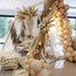 PartyWoo Nude Balloons 50 pcs, 12 Inch Beige Apricot Cream Boho Latex Neutral Helium Balloons for Baby Shower, Birthday