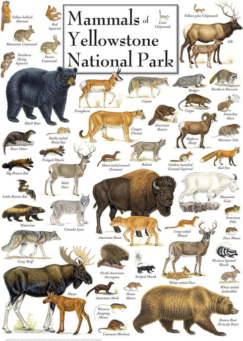 MasterPieces 1000 Piece Jigsaw Puzzle - Mammals of Yellowstone National Park, 19.25" x 26.75" for Adults, Family, or