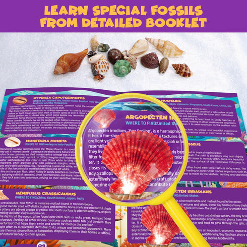 20+ Set 6+ PIBEX Ocean Fossil Dig Kit, Dig up Real Shells & Seasnails, STEM Educational Activity Sea Creatures
