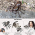 Tipmant Realistic RC Spider Infrared Remote Control Tarantula Animal Vehicle Car Prank Toys Pet Cat Dog Teasing Kid