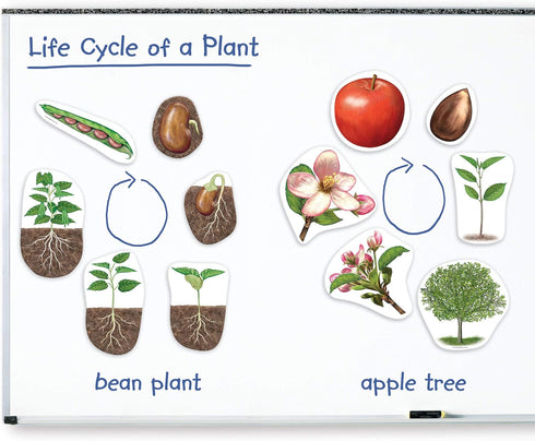 Learning Resources Giant Magnetic Plant Life Cycle - 12 Pieces for Kids Science Exploration Activities