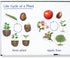 Learning Resources Giant Magnetic Plant Life Cycle - 12 Pieces for Kids Science Exploration Activities