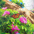 Springbok's Coastal Illumination 500 Piece Jigsaw Puzzle for Adults, Features an Idyllic Coastal Retreat Made in USA