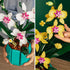 JOJO&Peach Orchid Bonsai Building Set, 811 Pieces Botanical Collection for Home or Office Gifts