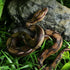 Amosfun Realistic Fake Snakes Toy, Scary Snake Figure for Halloween Decoration Props and Pranks