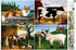 Buffalo Games Charles Wysocki Animal Collage: 1000 Piece Jigsaw Puzzle for Adults, Finished Size 26.75 x 19.75