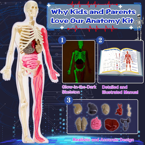 6+ YOFUN Human Body Skeleton Model Kits for Kids,Interactive Anatomy Science Kit Removable Muscles, Organs,Bones,STEM