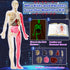 6+ YOFUN Human Body Skeleton Model Kits for Kids,Interactive Anatomy Science Kit Removable Muscles, Organs,Bones,STEM