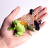 Gemini&Genius Life Cycle of Frog Figurines, Bulk Insect Growth Diary Action Figures, Fun Learning Gifts, Party Favors