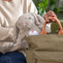 8 0+M Ingenuity Sylvi Cuddle Pal Daytime Baby Soother, Cry Activated, Soothing Songs, - Plush Bunny
