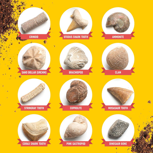 Real Fossil Dig Kit for Kids, Mega Science Kits for Boys & Girls Age 8-12, Birthday Gift Ideas for Ages 8-13