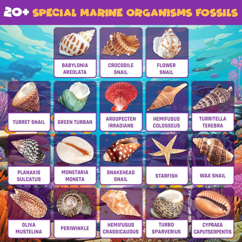 20+ Set 6+ PIBEX Ocean Fossil Dig Kit, Dig up Real Shells & Seasnails, STEM Educational Activity Sea Creatures