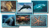 Stages Learning Real Picture Sea Life Wooden Cube, Language Builder Preschool Puzzle (12 Piece)