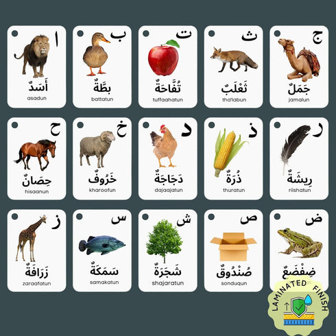 Albidaya Islamic Store Arabic Alphabet Flash Cards for Kids Toddler and Adults, Arabic First Words, Letter Recognition