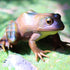 Gemini&Genius Tree Frog Realistic Hand Painted Toy, Backyard Decor, Carnival Game, Educational Gifts for Ages 3+