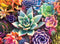 Buffalo Games Simple Succulent 1000 Piece Jigsaw Puzzle for Adults, Perfect for Relaxation