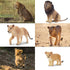 Toymany 6PCS Realistic Lion Figurines - Jungle Animals Family Set with Baby Lions, Educational Toy for Kids