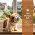 ZHONGXIN MADE 12" Simulation Bulldog Plush Toy - Realistic Standing English Bulldog Pet Dog Stuffed Animal Cute Dog