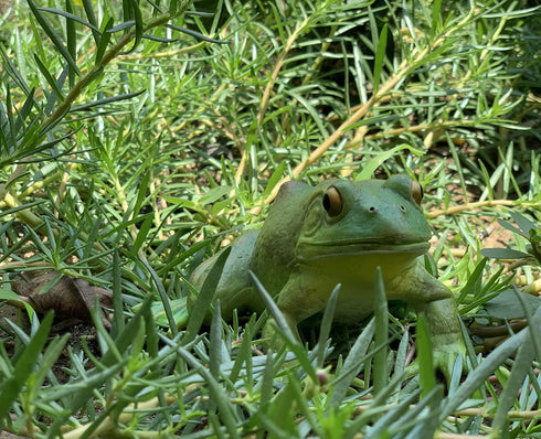 Gemini&Genius Tree Frog Toy Figure for Kids, Realistic Hand Painted Bullfrog Action Figure