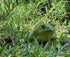 Gemini&Genius Tree Frog Toy Figure for Kids, Realistic Hand Painted Bullfrog Action Figure