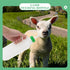 1 Set Lamb Feeding Bottle Sheep Feeding Bottle Plastic Animal Milk Bottle Lamb Nursing Bottle Calf Nursing Bottle Goat Feeding Bottle Pet Feeding Container Sheep Milk Bottles