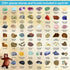 (250 Set) DANCING BEAR Rock, Mineral & Geodes Treasure Hunt Activity Kit Pc Real Shark Teeth Fossils, ID Sheet & Rock