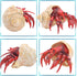Gemini&Genius Hermit Crab Action Figure Toy, Under The Sea Life Figure Educational Gifts for Kids Animal Lovers