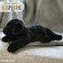Bearington Collection Lil' Jet - 8 Inch Black Lab Stuffed Animal