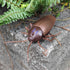 Tipmant RC Cockroach Remote Control Car, Realistic Big Insect Toy with Glowing Eyes for Kids