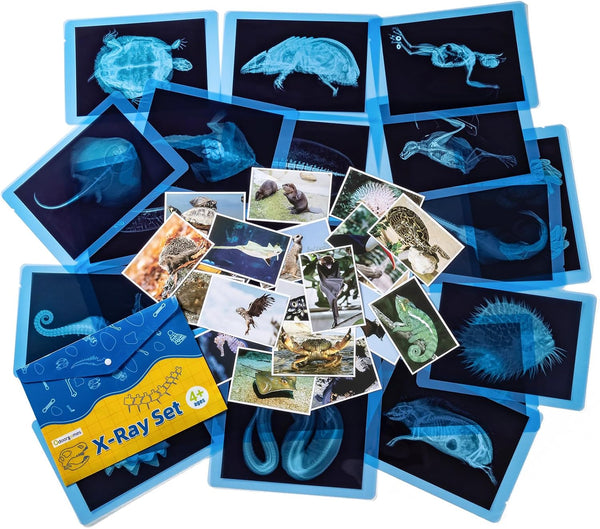 20 Pcs Animal Xrays and Picture Cards - Veterinary Toys & Educational