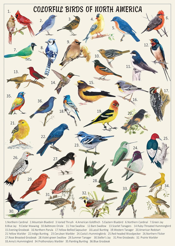 Vintage Bird Puzzles for Adults 1000 Pieces, Hummingbird Puzzle of 36 Colorful Birds in North America, Nature Gifts