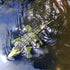 Swimming Tipmant Realistic RC Crocodile Remote Control Fish Boat Electric Animal Water Toy for Pool Lake Kids Birthday
