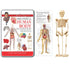 Wonders of Learning Tin Set, Discover The Human Body