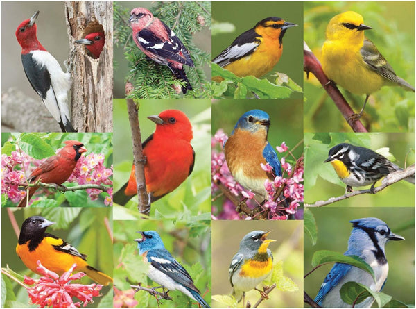Springbok 500 Piece Jigsaw Puzzle for Adults, Birds of a Feather features Colorful American Birds Photo Collage