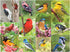 Springbok 500 Piece Jigsaw Puzzle for Adults, Birds of a Feather features Colorful American Birds Photo Collage