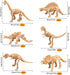 36 PCS Dinosaur Fossil Skeletons, Assorted Figures Dino Bones for Science Play, Party Favor Decorations