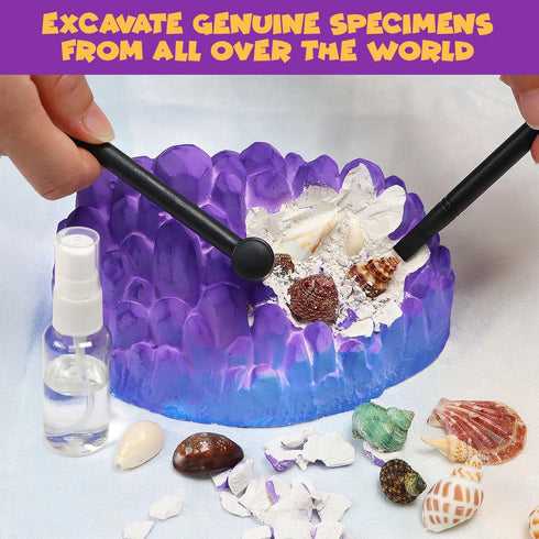 20+ Set 6+ PIBEX Ocean Fossil Dig Kit, Dig up Real Shells & Seasnails, STEM Educational Activity Sea Creatures