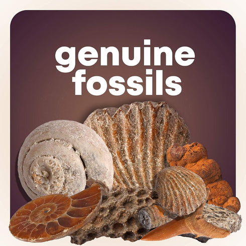 250+ 2 Lbs. 6+ Dan&Darci Rock Collection for Kids - Includes Bulk Rocks, Gemstones & Crystals + Genuine Fossils