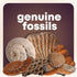 250+ 2 Lbs. 6+ Dan&Darci Rock Collection for Kids - Includes Bulk Rocks, Gemstones & Crystals + Genuine Fossils