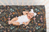 Sweet Jojo Designs Fitted Baby Crib Sheets (Black Wildflower Vintage Floral) for Girls, Infant Nursery, Toddler Room