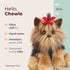 13" Bearington Chewie The Yorkie Stuffed Dog Plush Toy - Soft Cuddly Yorkshire Terrier with Realistic Fur and Floppy