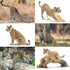 Toymany 7PCS Jaguars Figurines with Jaguars Cub and Tree Trunk, Realistic Jungle Animals Family Playset