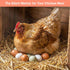 15PCS 3 POPLAY Wooden Fake Eggs, Colors Wooden Chicken Faux Eggs for DIY Crafts Egg Painting Chicken Nest