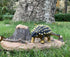 Gemini & Genius Saichania Action Figure, Ankylosaurus Dinosaur World Dino Park Toys, Science Educational Realistic