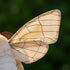 ZHONGXIN MADE 11in, Silk Moth Plush Toy - Lifelike Silk Moth Stuffed Animals Realistic Soft Big Wings Moth Toys