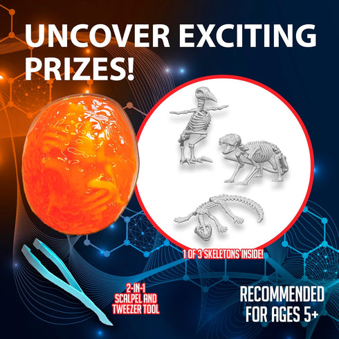 5 Discover-It Dissection Kit for Kids, Owl Pellet Science Lab Kit to Learn About Animals, Science Toys for Kids Ages