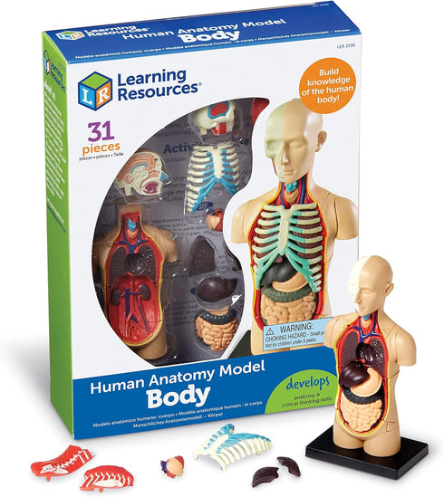 Learning Resources Human Body Model, Science Classroom Demonstration Tools, Realistic Human Anatomy