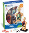 Learning Resources Human Body Model, Science Classroom Demonstration Tools, Realistic Human Anatomy