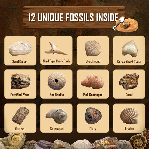Byncceh Fossil Dig Kit - Educational STEM Science Toys for Kids Ages 6+ - Dig Up 12 Real Fossils & Dinosaur Bones